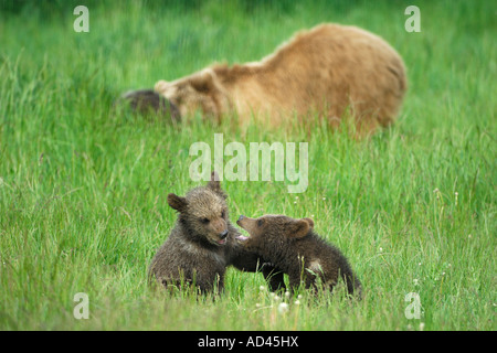 L'ours brun (Ursus arctos), Oursons jouant Banque D'Images