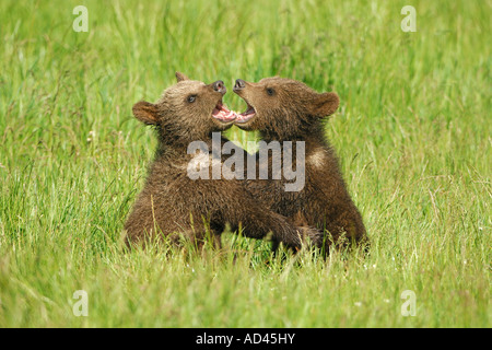 L'ours brun (Ursus arctos), Oursons jouant Banque D'Images