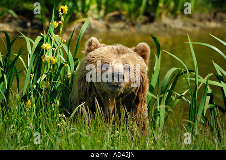 L'ours brun (Ursus arctos) Banque D'Images