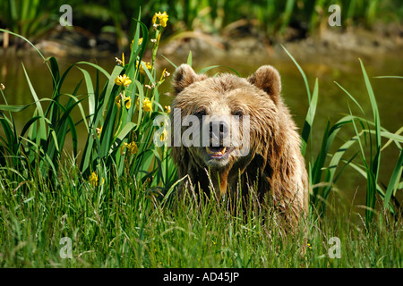 L'ours brun (Ursus arctos) Banque D'Images