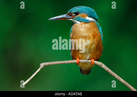 Kingfisher (Alcedo atthis commun) sur son perchoir Banque D'Images