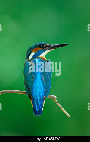 Kingfisher (Alcedo atthis commun), homme sur son perchoir Banque D'Images