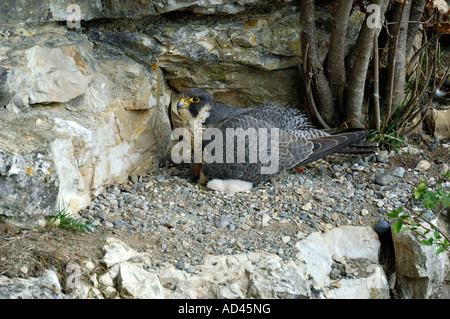 Le faucon pèlerin (Falco peregrinus) protéger l'envol Banque D'Images