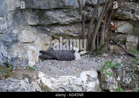 Le faucon pèlerin (Falco peregrinus) femelle protecing l'envol Banque D'Images