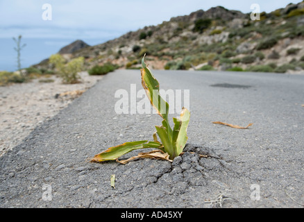 Une plante a éclaté à travers l'asphalte, Crète, Grèce Banque D'Images