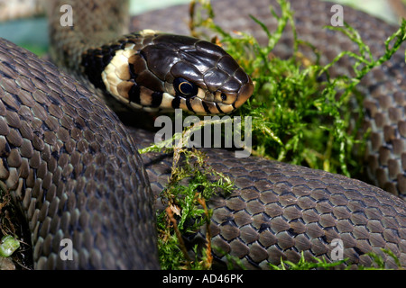 Couleuvre à prendre un bain de soleil - bague Snake (Natrix natrix) Banque D'Images