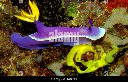 Hypselodoris Bullockii, nudibranches, avec des oeufs Banque D'Images