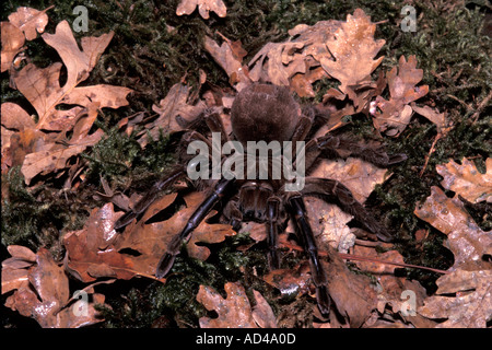 INVERTIBRATE OISEAU Araignée goliath MANGER THERAPHOSA LEBLONDI Banque D'Images