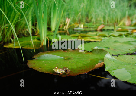 Edible frog (Rana esculenta) assis sur une feuille de nénuphar Banque D'Images