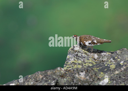Lagopède mâle (Lagopus mutus), Oberland Bernois, Suisse Banque D'Images