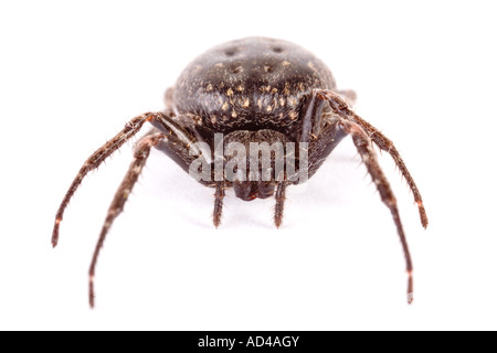 Noyer d'orb weaver spider (Nuctenea umbratica) Banque D'Images