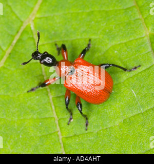 Hazel Leaf-roller (Apoderus coryli) Banque D'Images