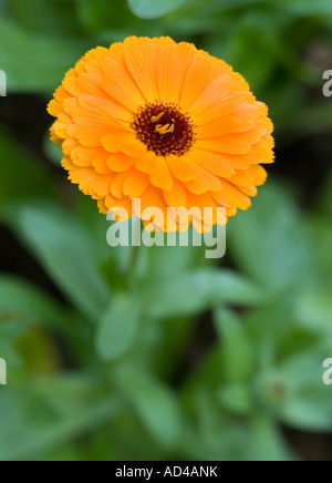 Une fleur orange d'un marigold Banque D'Images