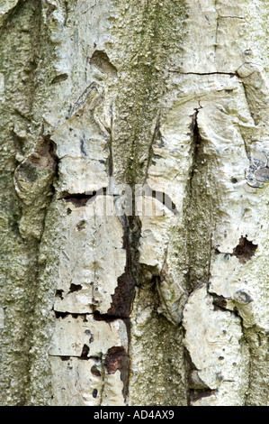 L'écorce de la NOYER Juglans regia, Banque D'Images