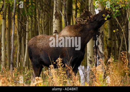 Jeune homme l'élan (Alces alces), Parc National de Grand Teton, Wyoming, États-Unis d'Amérique Banque D'Images