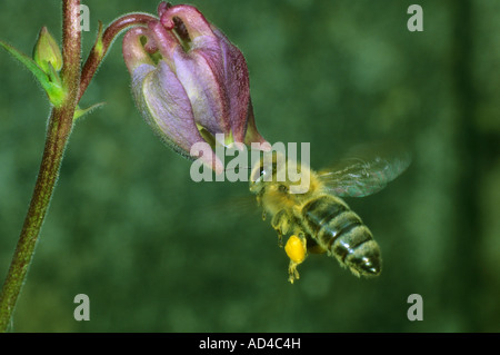 Biene (Apis mellifera) sur un Aquilegia vulgaris Banque D'Images