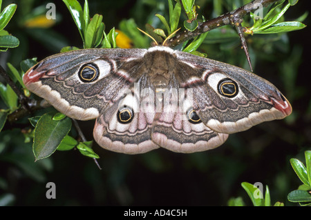 Papillon empereur (Pavonia pavonia) Banque D'Images