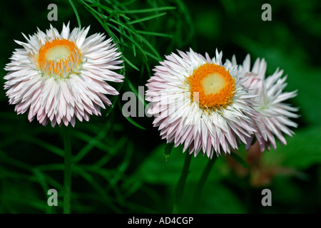 La floraison - Daisy Daisy papier paille (Helichrysum bracteatum) Banque D'Images