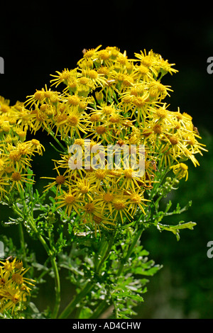 Blooming jacobea - staggerwort - plante toxique (Senecio jacobaea) Banque D'Images