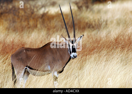 Gemsbuck (Oryx gazella), Samburu National Reserve, Kenya, Africa Banque D'Images