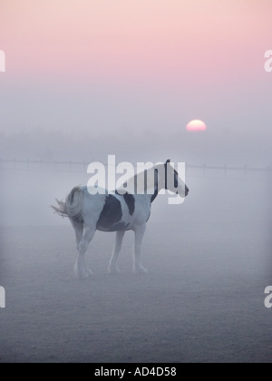 Île de Mersea est dans l'Essex cheval dans le champ entouré par la brume à l'aube avec le lever du soleil sur la rivière Colne Angleterre proche Royaume-Uni Banque D'Images