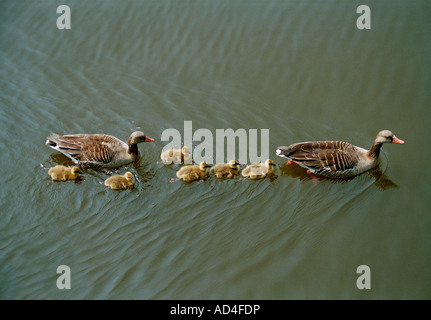 Une famille de canards nageant ensemble Banque D'Images