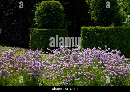 Ashridge House Hertfordshire UK un jardin de fines herbes plantes à fleurs de ciboulette Banque D'Images