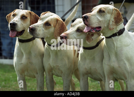 FOX HOUNDS SUR MÈNE À LA RECHERCHE DE FESTIVAL BEAUFORT S GLOUCESTERSHIRE UK DE CHASSE Banque D'Images