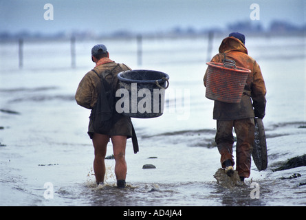 BRENDAN SELLICK R LE DERNIER PÊCHEUR DE CREVETTES À L'AIDE D'UN CHEVAL DANS LA BOUE DE LA BAIE DE BRIDGWATER SOMERSET UK AVEC FILS EN DROIT KIERAN KELLY Banque D'Images