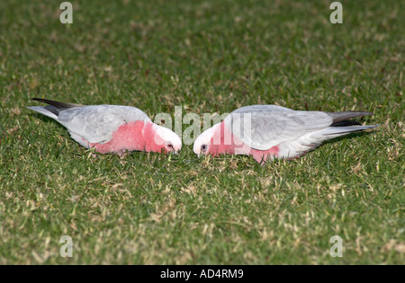 Deux Galahs, également connu sous le nom de coqatoo rose et gris, et coqatoo à la poitrine rose, se nourrissant sur l'herbe, Eolophus roseicapilla. Coffs Harobur, Nouvelle-Galles du Sud, Australie Banque D'Images