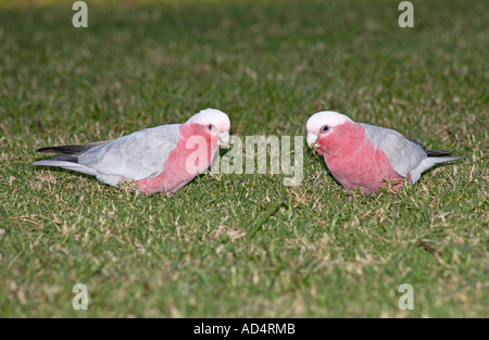 Deux Galahs, également connu sous le nom de coqatoo rose et gris, et coqatoo à la poitrine rose, se nourrissant sur l'herbe, Eolophus roseicapilla. Coffs Harobur, Nouvelle-Galles du Sud, Australie Banque D'Images