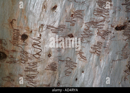 Scribbly Gum Moth larve, Ogmograptis scribula, on a Ghost Gum Tree Trunk, Coffs Harbour, Nouvelle-Galles du Sud, Australie Banque D'Images