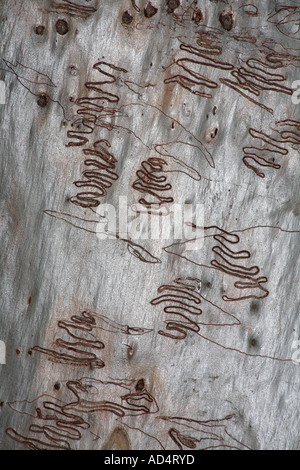 Scribbly Gum Moth larve, Ogmograptis scribula, on a Ghost Gum Tree Trunk, Coffs Harbour, Nouvelle-Galles du Sud, Australie Banque D'Images