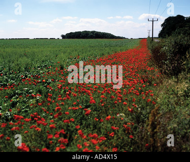 Bande de coquelicots rouges par haie fournissant un vaste environnement naturel à côté de Norfolk champ cultivé moderne Banque D'Images