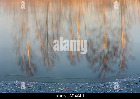 Bouleau hiver arbres se reflétant dans l'eau du ruisseau Junction en hiver, avec de la glace dépolie, Grand Sudbury, Ontario, Canada Banque D'Images