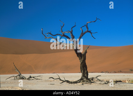 Les arbres morts du désert sur l'ancien lit du fleuve à Deadvlei Namib Naukluft Park Namibie Banque D'Images