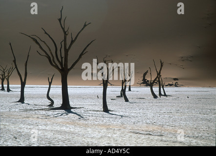 Les arbres morts du désert sur l'ancien lit du fleuve à Deadvlei Namib Naukluft Park Namibie Banque D'Images