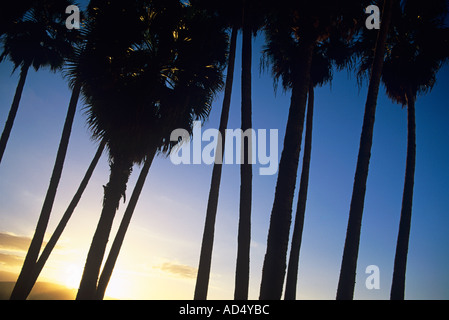 Palmiers AU PLAYA CANTERAS Banque D'Images