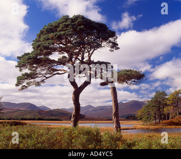 Loch Tulla près du pont de Orchy, Argyll and Bute, Ecosse, Royaume-Uni. Pins sylvestres Banque D'Images