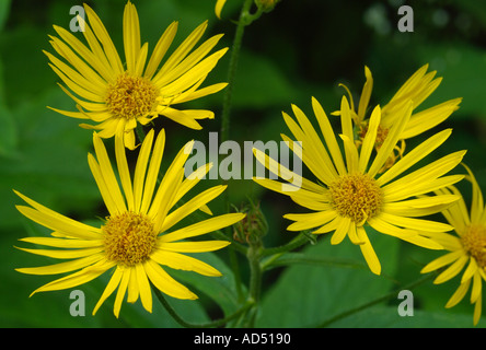 Rudbeckia Daisy poussant dans les montagnes du Parc National de Sutjeska, Bosnie Herzégovine. Banque D'Images