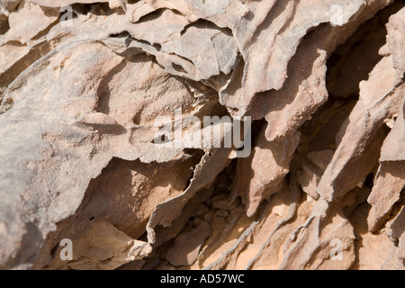 Close up rock et la texture du sable, désert du Sahara, en route vers l'Égypte, Gilf Kebir. Banque D'Images