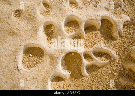 Close up rock et la texture du sable du désert du Sahara en route vers Gilf Kebir, Egypte Banque D'Images