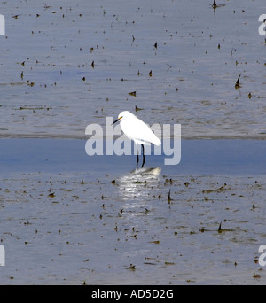 Aigrette neigeuse à chercher de la nourriture dans la vasière à National Wildlife Refuge Oceanville New Jersey USA Banque D'Images