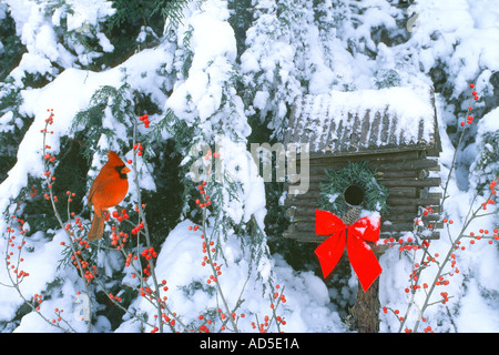 Le cardinal mâle par cabane cabane ou birdbox décorées avec arc rouge et couronne en cèdre couverte de neige aux fruits rouges Banque D'Images