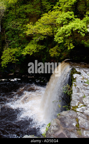 Sgwd Gwladus ou Lady Falls sur la rivière Afon Pyrddin Pontneddfechan près de South Wales UK UE GO Banque D'Images