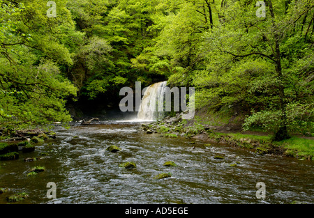 Sgwd Gwladus ou Lady Falls sur la rivière Afon Pyrddin Pontneddfechan près de South Wales UK UE GO Banque D'Images