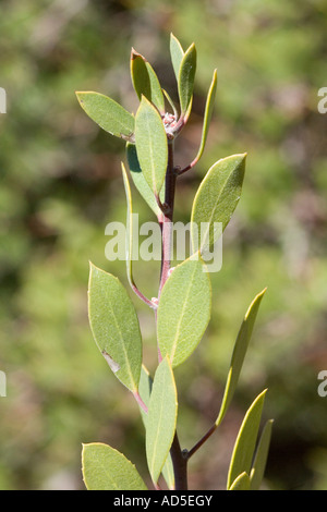 Point-feuille Manzanita Arctostaphylos pungens Santa Rita Mountains Tucson Arizona United States 2 mars Ericaceae Banque D'Images