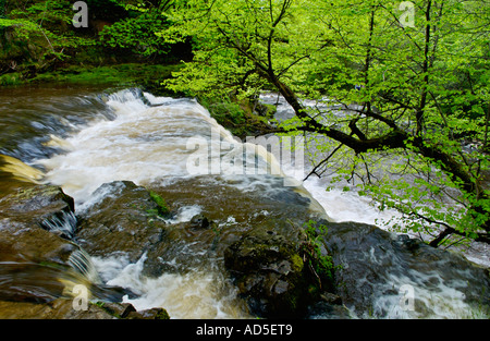 Sgwd Ddwli avec cascade supérieure grand volume d'eau tombe sur Nedd Fechan River près de Pontneddfechan South Wales UK Banque D'Images