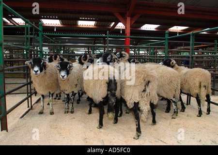 Brebis Swaledale dans de la sciure parsemé des enclos dans les ventes aux enchères pour la vente de stock mensuel Banque D'Images