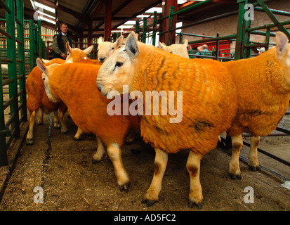 Pays du Nord les agriculteurs à tup Cheviot marché aux enchères ventes Banque D'Images